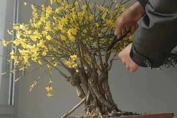 迎春花几点钟开花，一般在早上8点后开放