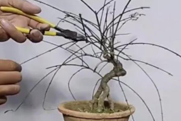 迎春花几点钟开花，一般在早上8点后开放