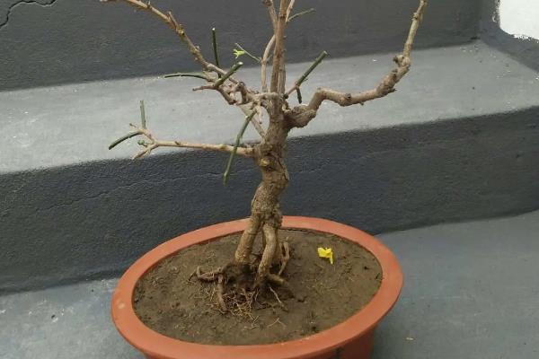 迎春花几点钟开花，一般在早上8点后开放