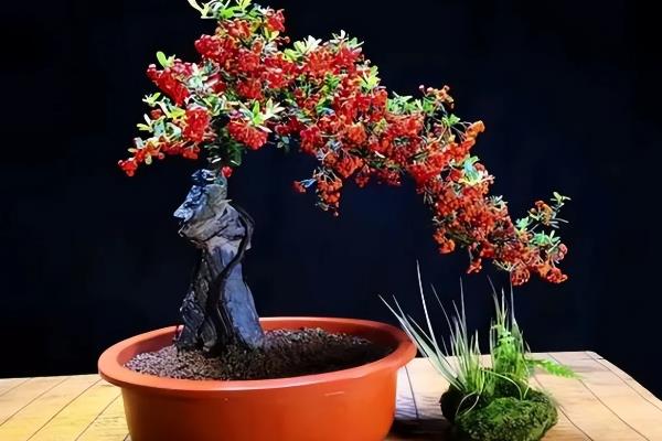 火棘掉叶子如何处理，受到强光暴晒时要为植株搭建遮阳网
