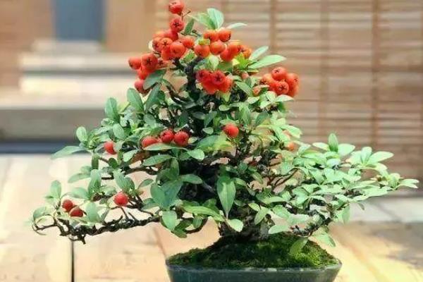 火棘掉叶子如何处理，受到强光暴晒时要为植株搭建遮阳网