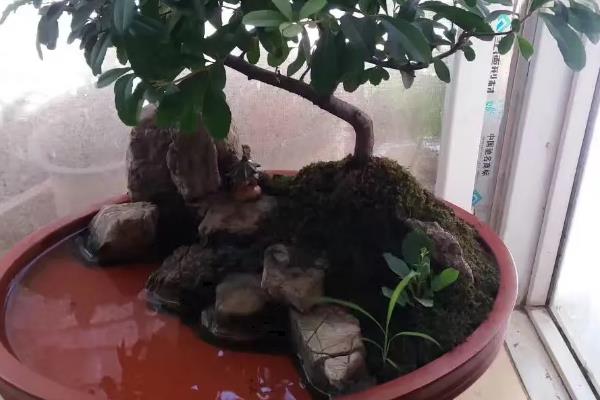 火棘掉叶子如何处理，受到强光暴晒时要为植株搭建遮阳网