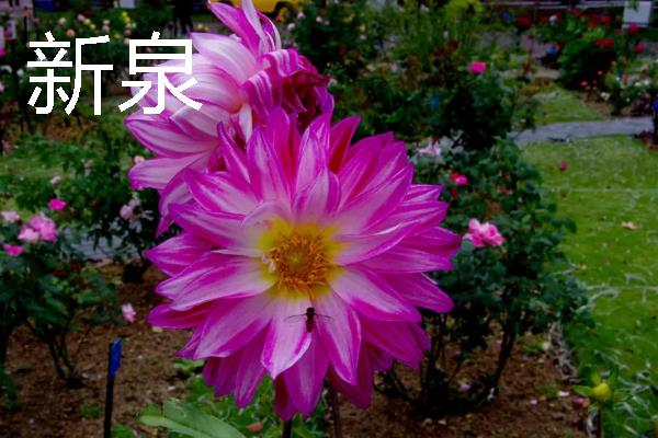 大丽花有什么品种，朝影、寿光、华紫等品种很常见