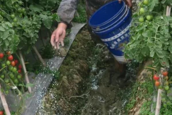 防治西红柿空心的方法，做好以下管理工作是关键