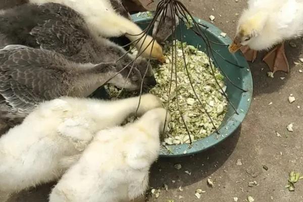 鹅不吃不喝怎么办，可更换饲料
