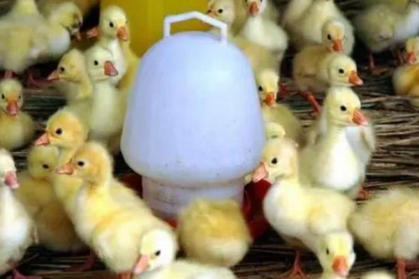 鹅不吃不喝怎么办，可更换饲料