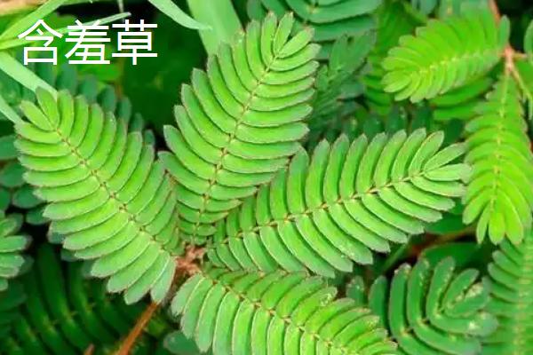 植物有什么有趣的自然现象，含羞草的叶片被触碰后会合拢