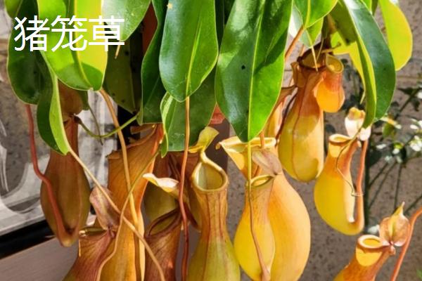 植物有什么有趣的自然现象，含羞草的叶片被触碰后会合拢