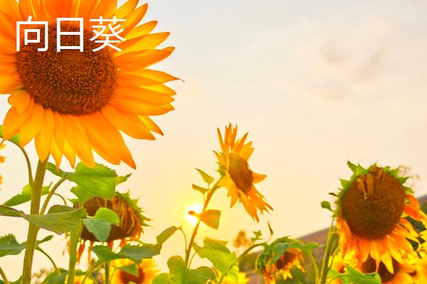植物有什么有趣的自然现象，含羞草的叶片被触碰后会合拢