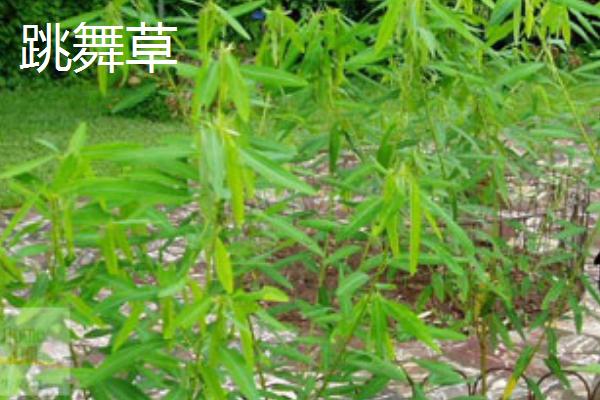 植物有什么有趣的自然现象，含羞草的叶片被触碰后会合拢