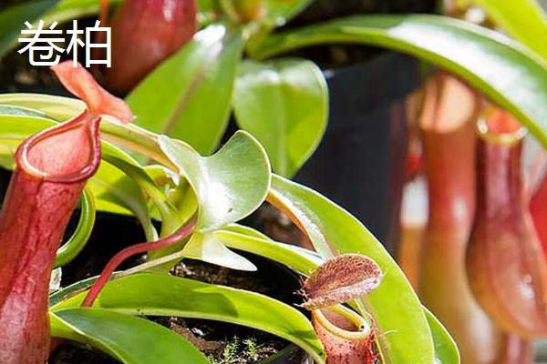 植物有什么有趣的自然现象，含羞草的叶片被触碰后会合拢