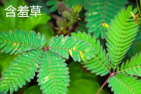 植物有什么有趣的自然现象，含羞草的叶片被触碰后会合拢