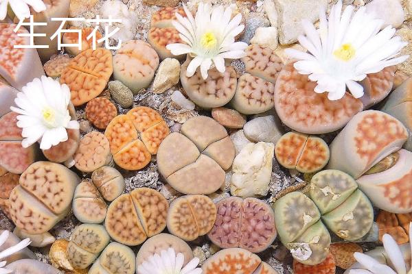 植物有什么有趣的自然现象，含羞草的叶片被触碰后会合拢