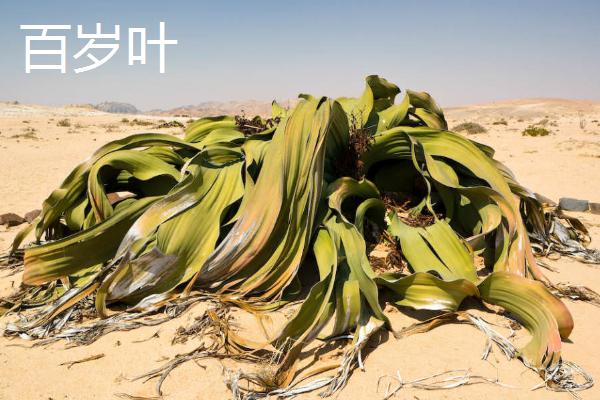 植物有什么有趣的自然现象，含羞草的叶片被触碰后会合拢