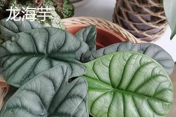 植物有什么有趣的自然现象，含羞草的叶片被触碰后会合拢