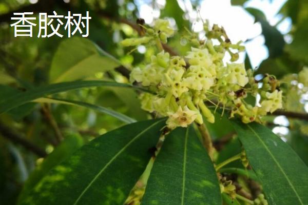 植物有什么有趣的自然现象，含羞草的叶片被触碰后会合拢