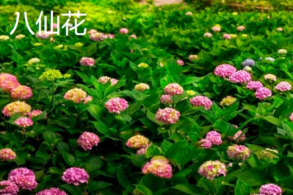 植物有什么有趣的自然现象，含羞草的叶片被触碰后会合拢