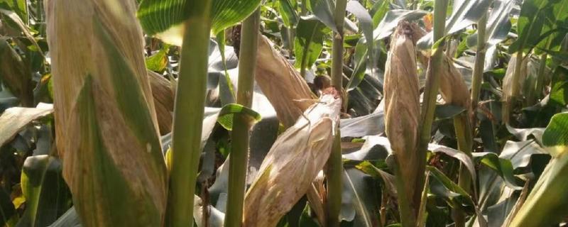 粉轴玉米种子有哪些高产品种，推荐东单1316、航星708等