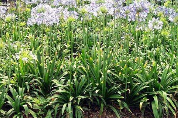 百子莲的耐寒温度,可以忍耐0℃的低温