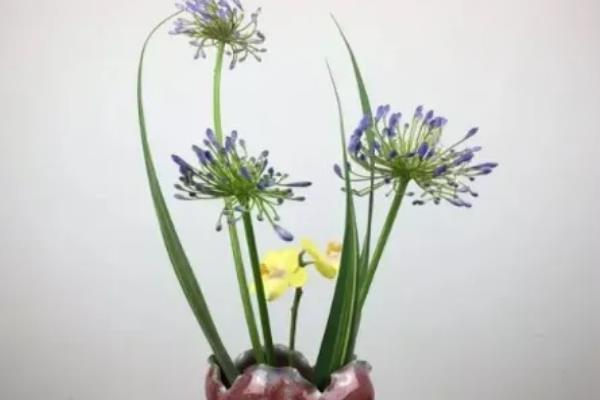 百子莲的耐寒温度,可以忍耐0℃的低温