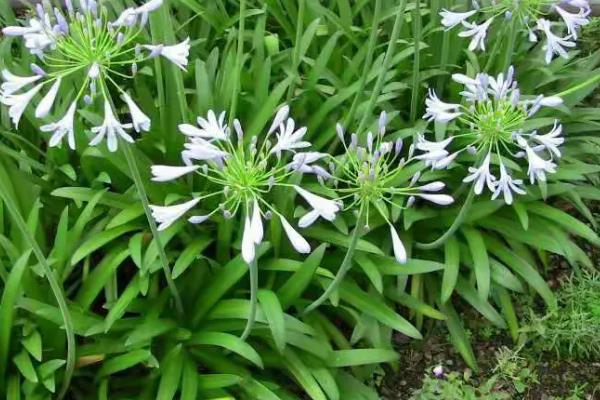 百子莲的耐寒温度,可以忍耐0℃的低温