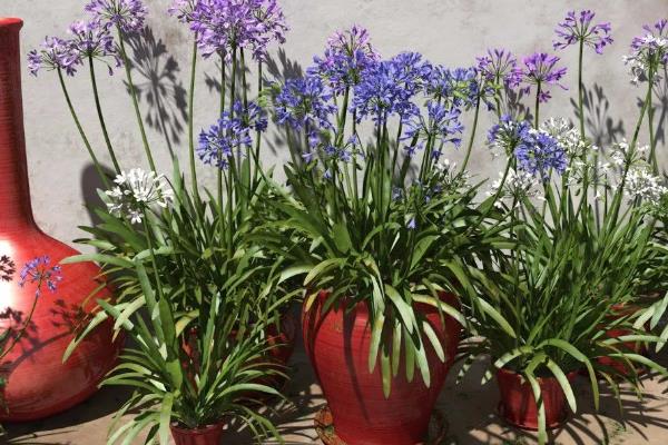 百子莲的耐寒温度,可以忍耐0℃的低温