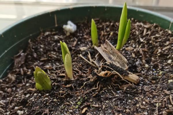 百子莲的耐寒温度,可以忍耐0℃的低温