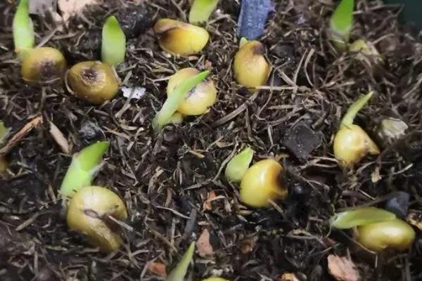 百子莲的耐寒温度,可以忍耐0℃的低温