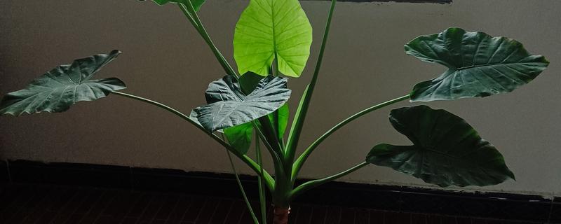 滴水观音的养殖方法，喜欢湿度较高的生长环境