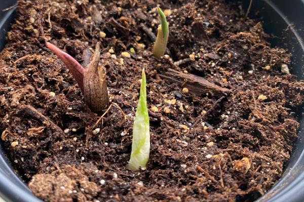 百子莲的耐寒温度,可以忍耐0℃的低温