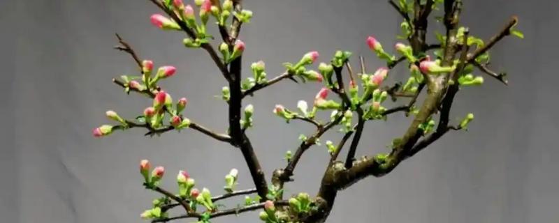 西府海棠的花语，寓意单恋、娴静等