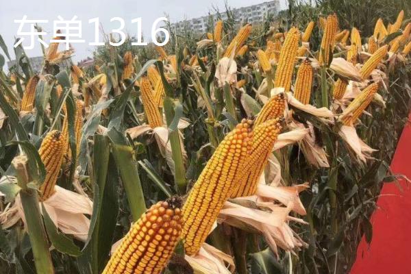 粉轴玉米种子有哪些高产品种,推荐东单1316、航星708等