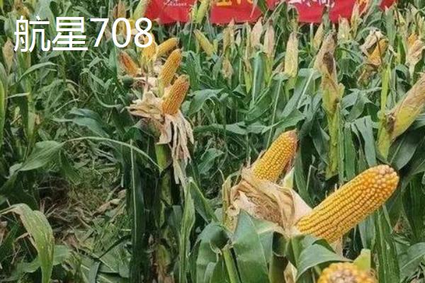 粉轴玉米种子有哪些高产品种,推荐东单1316、航星708等
