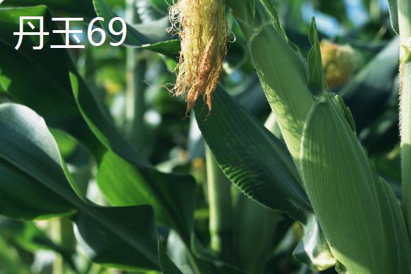 粉轴玉米种子有哪些高产品种,推荐东单1316、航星708等