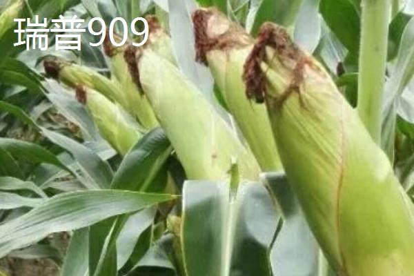 粉轴玉米种子有哪些高产品种,推荐东单1316、航星708等