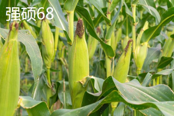 粉轴玉米种子有哪些高产品种,推荐东单1316、航星708等