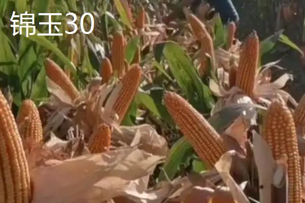 粉轴玉米种子有哪些高产品种,推荐东单1316、航星708等