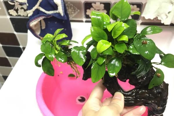 水榕为什么会烂叶，缺少光照、温度和水质不适均会导致