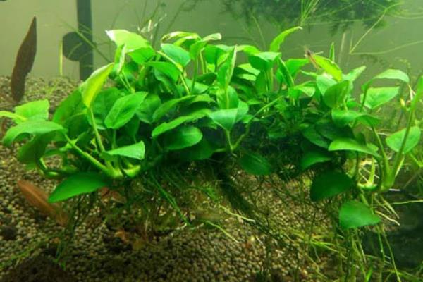 水榕为什么会烂叶，缺少光照、温度和水质不适均会导致