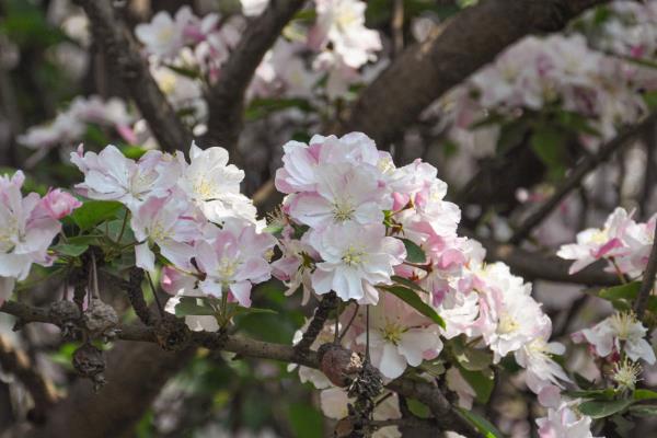 西府海棠的花语，寓意单恋、娴静等