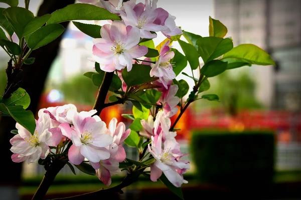 西府海棠的花语，寓意单恋、娴静等