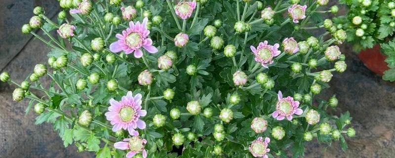 菊花怎么养殖，每隔一个月施加一次氮肥