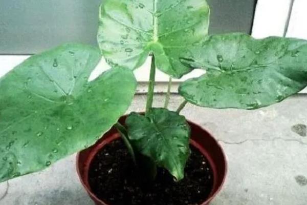 滴水观音的养殖方法，喜欢湿度较高的生长环境
