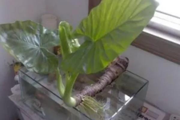 滴水观音的养殖方法，喜欢湿度较高的生长环境