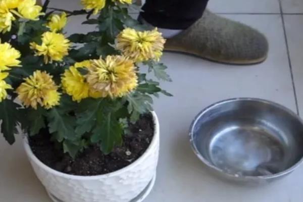 菊花怎么养殖，每隔一个月施加一次氮肥