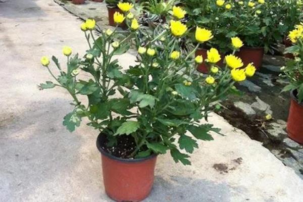 菊花怎么养殖，每隔一个月施加一次氮肥