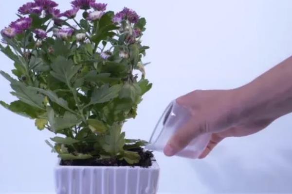 菊花怎么养殖，每隔一个月施加一次氮肥