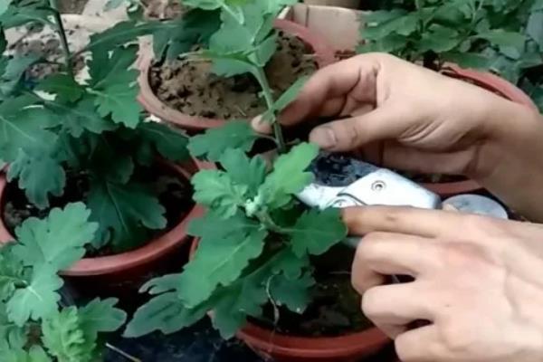 菊花怎么养殖，每隔一个月施加一次氮肥