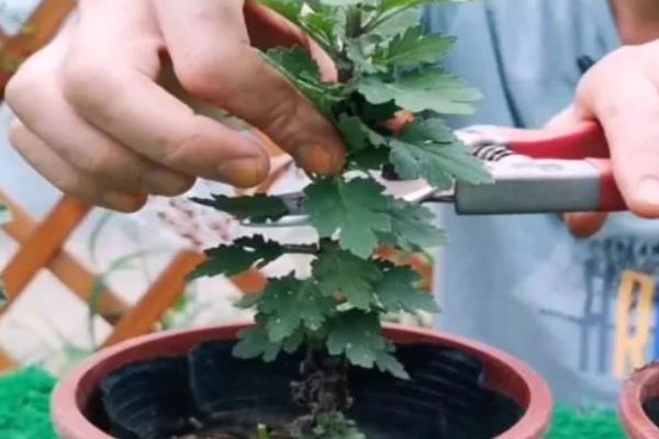 菊花怎么养殖，每隔一个月施加一次氮肥