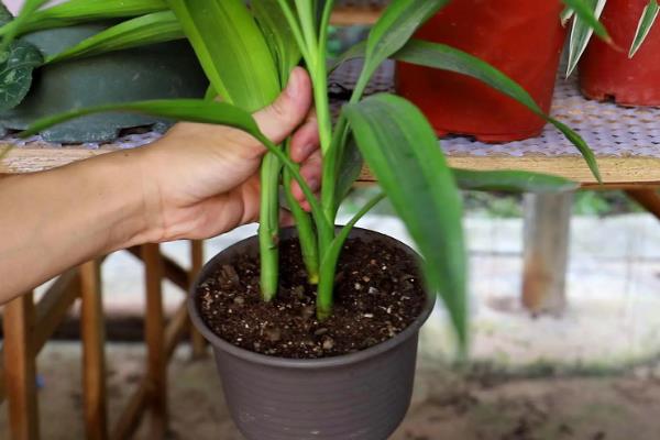 富贵竹叶子发黄如何解决，土壤板结时要换土并施入有机肥